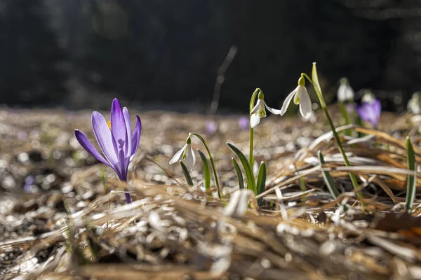 Weiße Schneeglöckchen Und Krokusblüten Auf Der Wiese Große Fatra Slowakische — Stockfoto