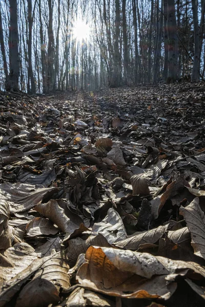 Dried Leaves Sun Deciduous Forest Big Fatra Slovak Republic Hiking — Stock Photo, Image