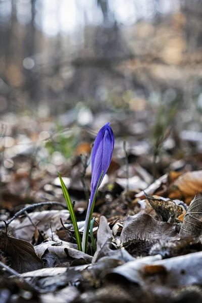 Kvetoucí Krokus Květin Jaře Big Fatra Mountains Slovenská Republika Sezónní — Stock fotografie