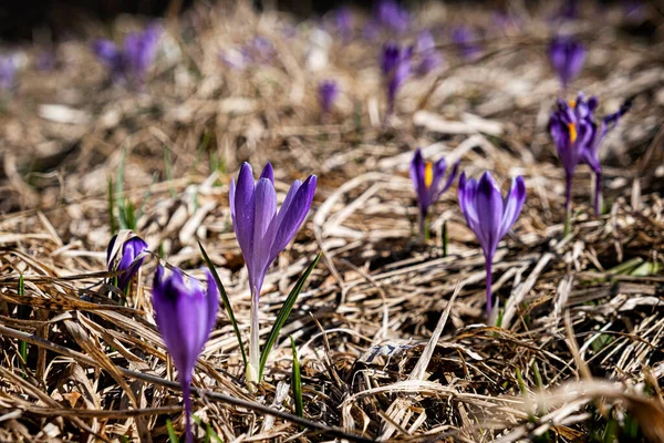 Blommande Krokus Blommor Big Fatra Bergen Slovakien Vårens Naturliga Scen — Stockfoto