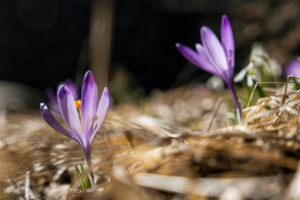 Blommande Krokus Blommor Big Fatra Bergen Slovakien Vårens Naturliga Scen — Stockfoto