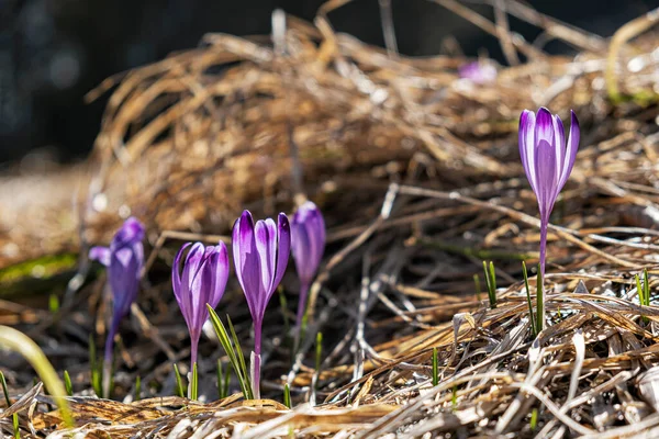 Blommande Krokus Blommor Big Fatra Bergen Slovakien Vårens Naturliga Scen — Stockfoto