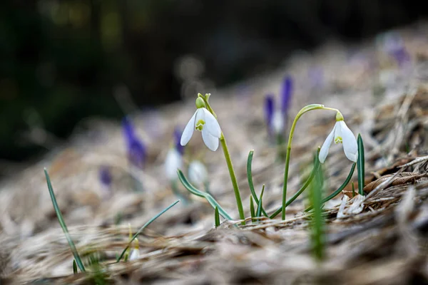 Detail Photo White Snowdrops Lysec Hill Slovak Republic Spring Time — Stock Photo, Image