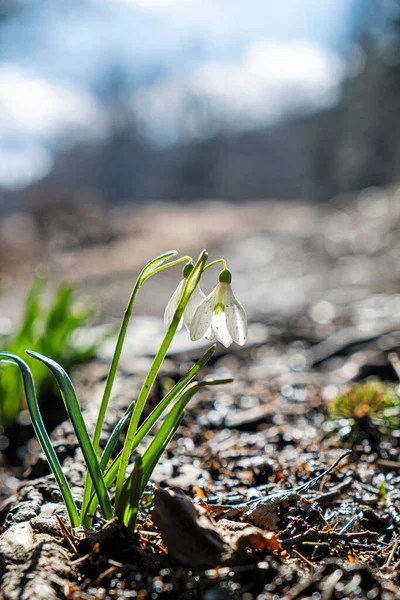 Detail Photo White Snowdrops Lysec Hill Slovak Republic Spring Time — Stock Photo, Image