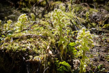 Çiçek açan bitkiler, Velky Sokol vadisi, Slovak Cennet Milli Parkı. Mevsimsel doğal sahne.