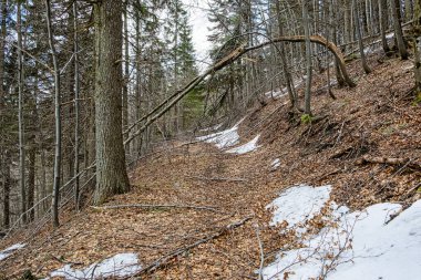 Yaprak döken ormandaki patika, Büyük Fatra dağları, Slovakya Cumhuriyeti. Mevsimsel doğal sahne. Yürüyüş teması.
