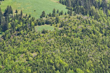 Ormanda felaket, Küçük Fatra Dağları, Slovakya Cumhuriyeti. Ormanların yok edilmesi teması. Mevsimsel doğal sahne.