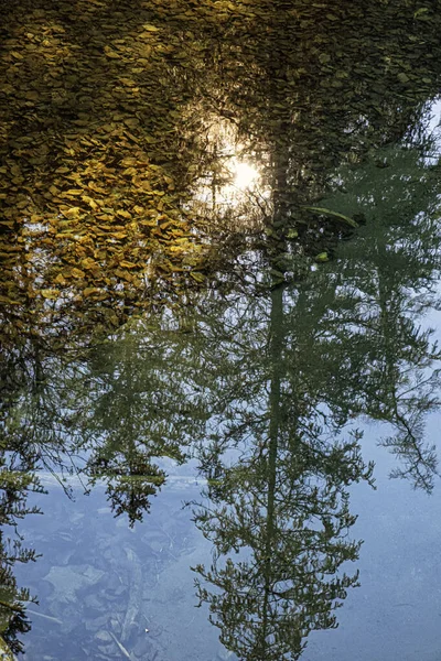 镜像树在小溪 Velky Sokol峡谷 斯洛伐克天堂国家公园 季节性的自然景观 — 图库照片