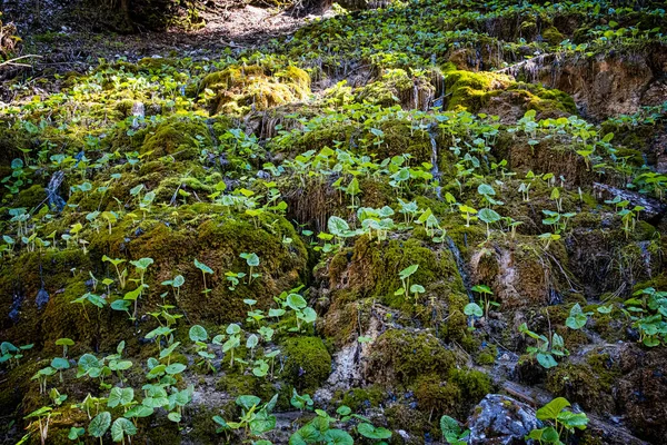 Gola Velky Sokol Parco Nazionale Slovacco Paradise Scena Naturale Stagionale — Foto Stock