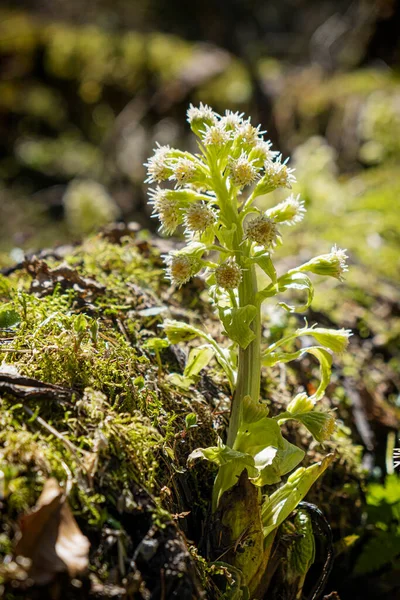 Blooming Plant Velky Sokol Gorge Slovak Paradise National Park Seasonal — Stock Photo, Image