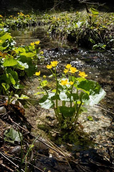 Blühende Ringelblume Schlucht Velky Sokol Nationalpark Slowakisches Paradies Saisonale Naturszene — Stockfoto