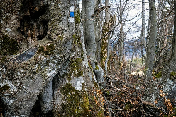 Árvore Velha Com Sinal Turístico Azul Colina Lysec Montanhas Big — Fotografia de Stock