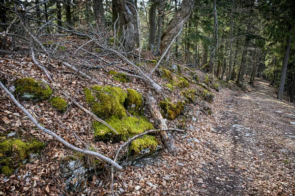 Caminho Turístico Nas Montanhas Big Fatra República Eslovaca Cena Natural — Fotografia de Stock