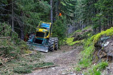 Ziar Vadisi 'nde ağaç kesimi, Batı Tatras Ulusal Parkı, Slovak Cumhuriyeti. Ormanların yok edilmesi teması. Mevsimsel doğal sahne.