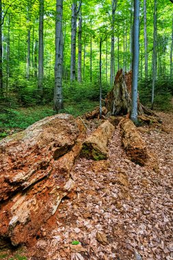 Ölü ağaç, ilkel orman Stuzica, Ulusal Kutup Parkı, Slovakya Cumhuriyeti. Mevsimsel doğal sahne.