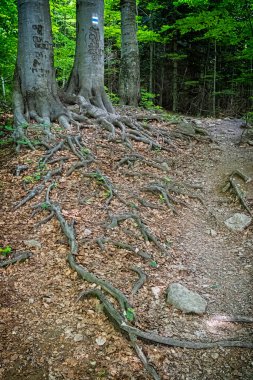 Ormandaki ağaçların kökleri, Vihorlat dağları, Slovakya Cumhuriyeti. Yaz sahnesi. Yürüyüş teması.