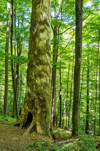 Grande Albero Foresta Primordiale Stuzica Parco Nazionale Poloniny Repubblica Slovacca — Foto Stock