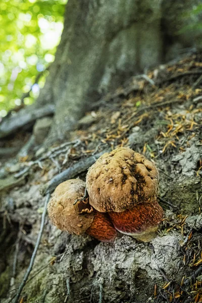 Detailed Photo Mushrooms Primeval Forest Stuzica National Park Poloniny Slovak — Stock Photo, Image