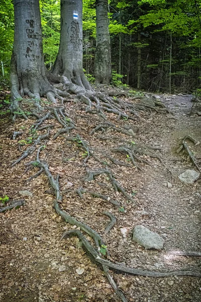 Wortels Van Bomen Het Bos Vihorlat Bergen Slowaakse Republiek Zomer — Stockfoto