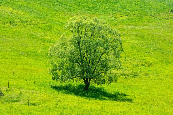 Grote Boom Groene Weide Stara Lubovna Slowaakse Republiek Seizoensgebonden Natuur — Stockfoto