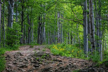 Beech Ormanı, Vihorlat Dağları, Slovakya Cumhuriyeti. Yaz sahnesi. Yürüyüş teması.