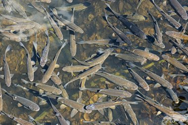 Leuciscus cephalus fish, Morske oko Gölü, Vihorlat Dağları, Doğu Slovakya Cumhuriyeti. Mevsimsel doğal sahne.