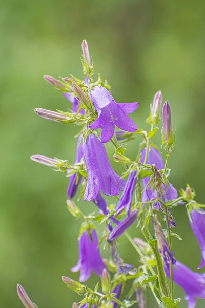 Campanula Trachelium Bloemen Slowakije Seizoensgebonden Natuur — Stockfoto