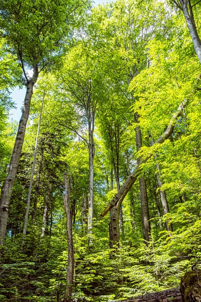 Foresta Primaverile Stuzica Parco Nazionale Della Poloniny Repubblica Slovacca Scena — Foto Stock