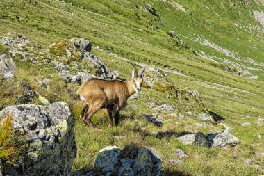Tatra Chamois (Rupicapra rupicapra tatrica) Batı Tatras dağlarında, Slovak cumhuriyetinde. Hayvan teması.
