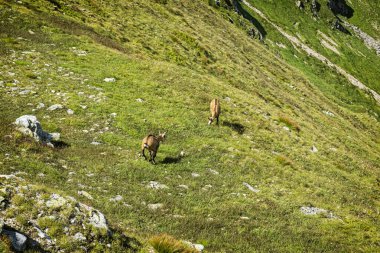 Tatra Chamois (Rupicapra rupicapra tatrica) Batı Tatras dağlarında, Slovak cumhuriyetinde. Hayvan teması.