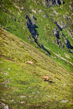 Tatra Chamois (Rupicapra rupicapra tatrica) Batı Tatras dağlarında, Slovak cumhuriyetinde. Hayvan teması.