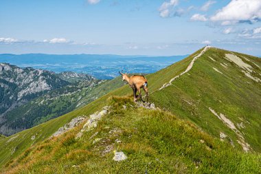 Tatra Chamois (Rupicapra rupicapra tatrica) Batı Tatras dağlarında, Slovak cumhuriyetinde. Hayvan teması.