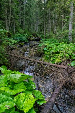 Belianske Tatras dağlarındaki kozalaklı orman, Slovak cumhuriyeti. Yürüyüş teması. Mevsimsel doğal sahne.