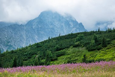 Çiçekli çayır, Belianske Tatras Dağı, Slovakya Cumhuriyeti. Mevsimsel doğal sahne.
