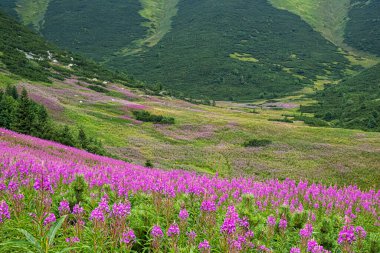 Çiçekli çayır, Belianske Tatras Dağı, Slovakya Cumhuriyeti. Mevsimsel doğal sahne.
