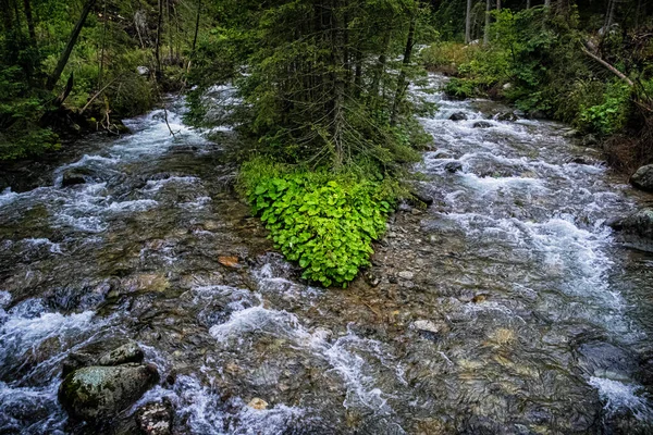 Tekoucí Potok Západní Tatry Slovenská Republika Sezónní Přírodní Scéna — Stock fotografie