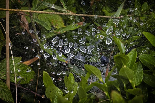 Spider Web Met Dauw Otrhance Bergrug West Tatra Slowakije Seizoensgebonden — Stockfoto