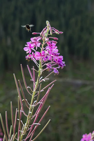 Epilobium Angustifolium Blommor Otrhance Bergsrygg Västra Tatras Slovakien Säsongsmässig Naturlig — Stockfoto