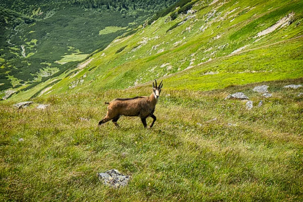 타트라 차모아 Tatra Chamois Rupicapra Rupicapra Tatrica 슬로바키아 공화국의 산이다 — 스톡 사진