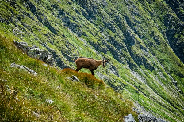 타트라 차모아 Tatra Chamois Rupicapra Rupicapra Tatrica 슬로바키아 공화국의 산이다 — 스톡 사진