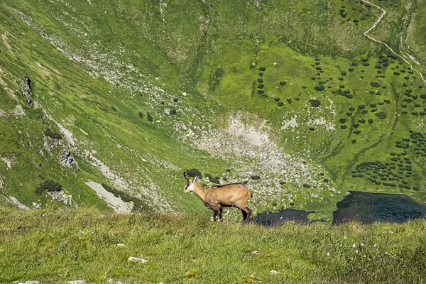 타트라 차모아 Tatra Chamois Rupicapra Rupicapra Tatrica 슬로바키아 공화국의 산이다 — 스톡 사진