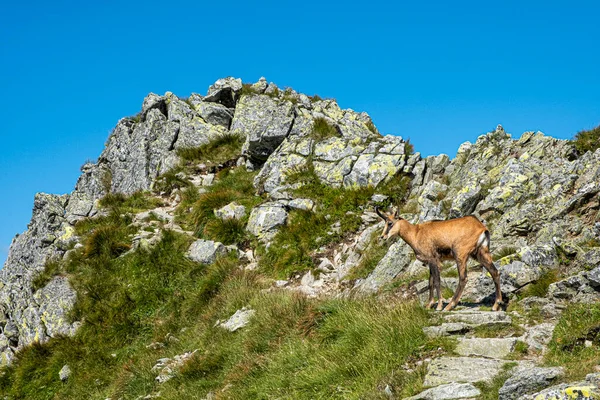 타트라 차모아 Tatra Chamois Rupicapra Rupicapra Tatrica 슬로바키아 공화국의 산이다 — 스톡 사진