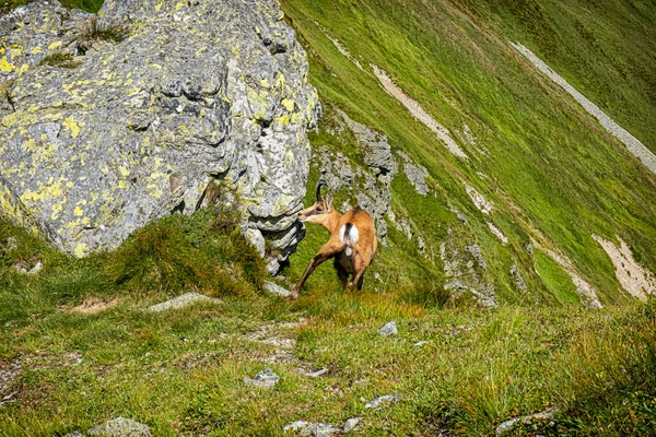 타트라 차모아 Tatra Chamois Rupicapra Rupicapra Tatrica 슬로바키아 공화국의 산이다 — 스톡 사진