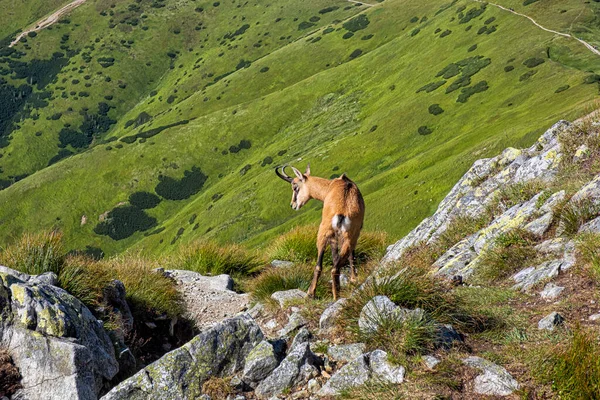 타트라 차모아 Tatra Chamois Rupicapra Rupicapra Tatrica 슬로바키아 공화국의 산이다 — 스톡 사진