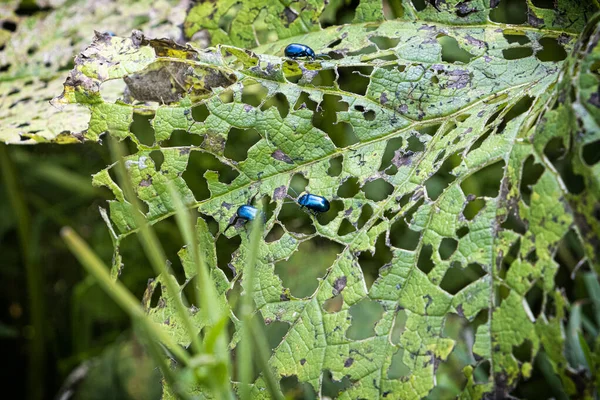 Gli Scarabei Mangiano Foglie Valle Monkova Montagna Belianske Tatra Repubblica — Foto Stock