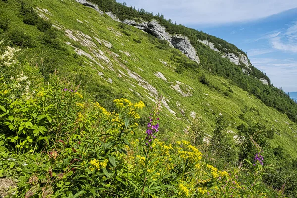 Flowering Plants Monkova Valley Belianske Tatras Mountain Slovak Republic Seasonal — Stock Photo, Image