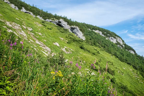 Flowering Plants Monkova Valley Belianske Tatras Mountain Slovak Republic Seasonal — Stock Photo, Image