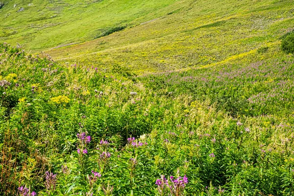 Flowering Meadow Monkova Valley Belianske Tatras Mountain Slovak Republic Seasonal — Stock Photo, Image