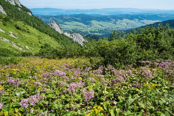 Bloeiende Planten Monkova Vallei Belianske Tatras Berg Slowakije Seizoensgebonden Natuur — Stockfoto