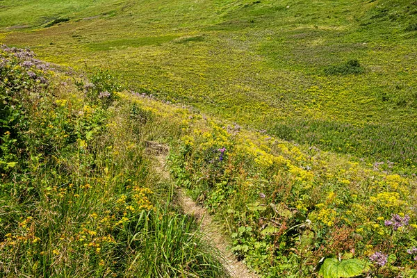 Blommande Äng Monkova Dalen Belianske Tatras Berg Slovakien Säsongsmässig Naturlig — Stockfoto